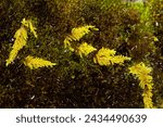 Feather moss, Hypnum imponens, a yellow plant growing over other, darker mosses, some with fragile branchlets, at Risley Reservoir in Vernon, Connecticut.