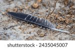 A feather, most likely molted from a Wild Turkey, lays on the ground near