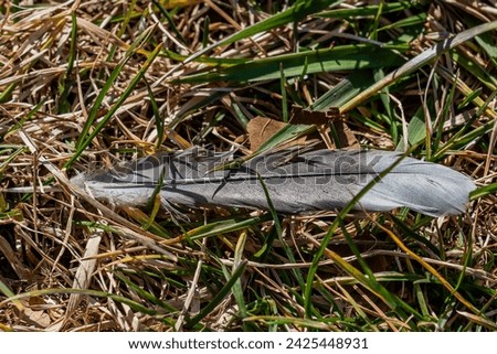 A Feather on the Battlefield, Antietam Maryland USA