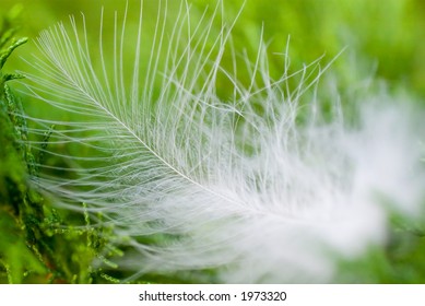Feather on the grass