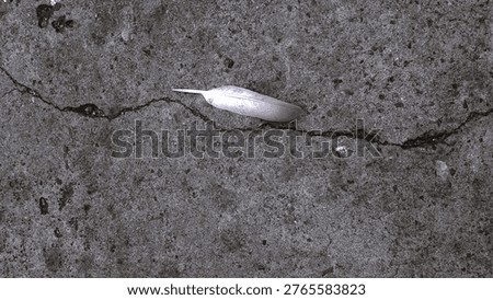feather on ground pathway high angle mono tone