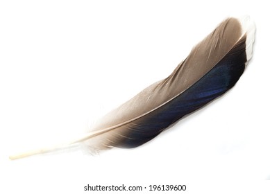 feather on white background - Shutterstock ID 196139600