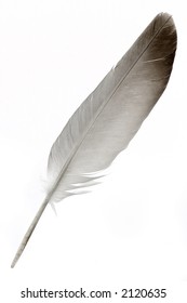 Feather On White Background Stock Photo 2120635 | Shutterstock