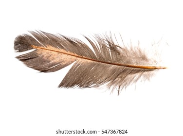 Set Different Feathers Isolated On White Stock Photo (Edit Now) 88756909