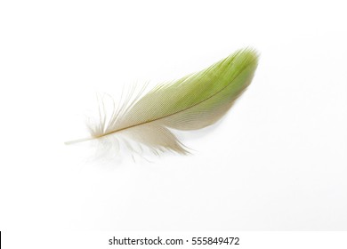 Similar Images, Stock Photos & Vectors of feather on white background