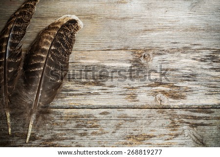 feather on the wooden table