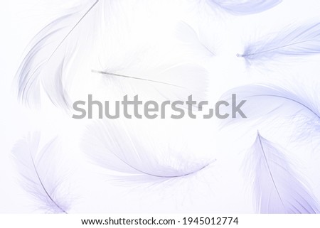 Feather pattern design. Multicoloured pastel angel feather closeup texture on white background in macro photography, soft focus. Abstract. Coral pink color trends and vintage