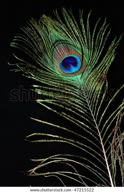 Feather Peacock On Black Background Stock Photo (Edit Now) 47215522