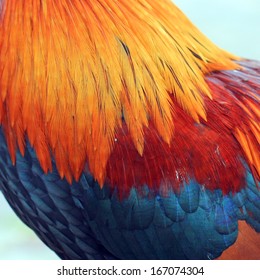 150,091 Rooster feather Images, Stock Photos & Vectors | Shutterstock