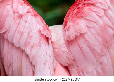 The feather of roseate spoonbill a gregarious wading bird of the ibis and spoonbill family. 
				A resident breeder in South America.
				Adults have a bare greenish head and a white neck, back and breast. 