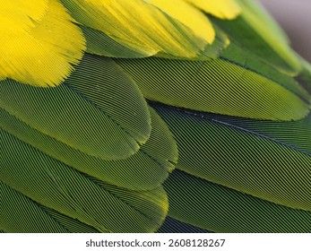 feather in a selective focus 