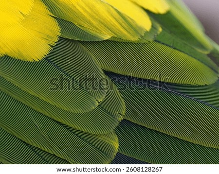 feather in a selective focus 