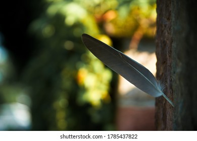 Feather. shot with Sony Alpha A7 with Sigma 28-200