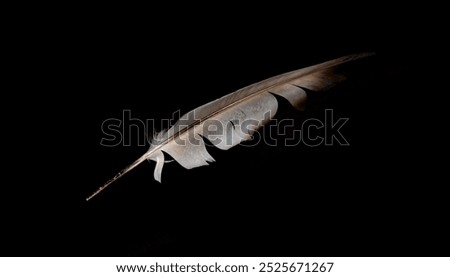 A feather is shown in a black background. The feather is long and thin, with a brownish color. The image has a moody and mysterious feel, as the feather is the only object visible in the scene