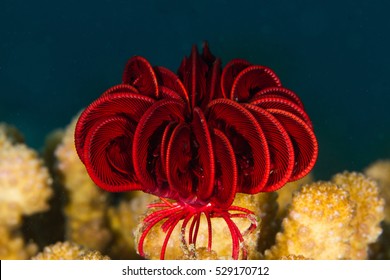 Feather Star