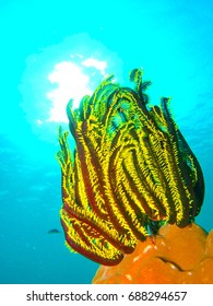 Feather Star