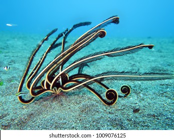 Feather Star (Comanthus Sp.)