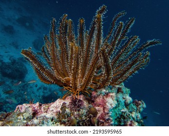 Feather Star And Coral Reef