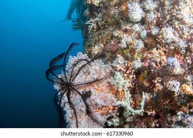 Feather Star (Crinoid)  Sea Lily