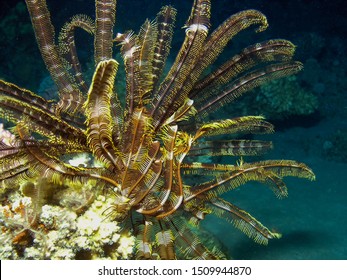 Feather Star (Crinoidea) In The Red Sea