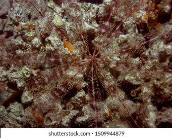 Feather Star (Crinoidea) In The Red Sea