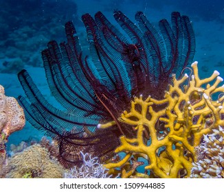 Feather Star (Crinoidea) In The Red Sea