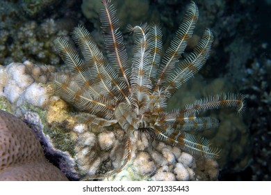 Feather Star (Crinoidea Sp.) In The Red Sea