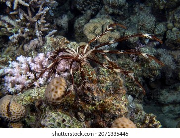 Feather Star (Crinoidea Sp.) In The Red Sea