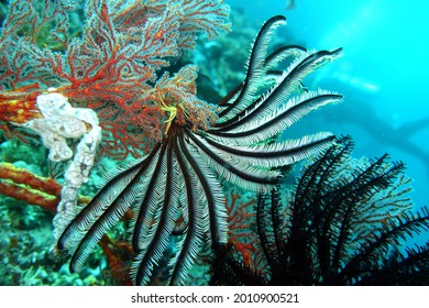 Feather Star Crinoidea Spec. Closeup View