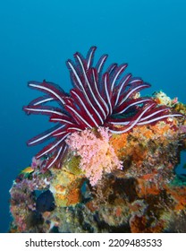 Feather Star On The Reef