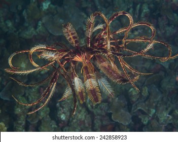 Feather Star Sea Fern In Bali