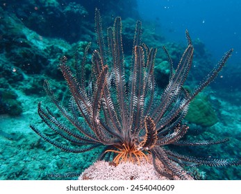 Feather star use their grasping “legs” (called cirri) to perch on sponges, corals, or other substrata and feed on drifting microorganisms, trapping them in the sticky arm grooves