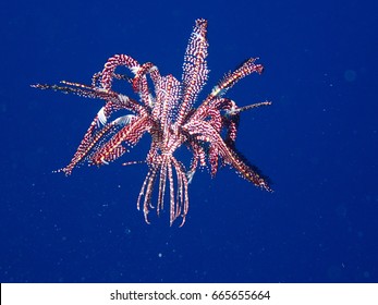 10,700 Beautiful feather star Images, Stock Photos & Vectors | Shutterstock