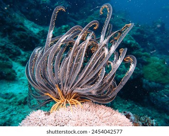 Feather stars use their grasping “legs” (called cirri) to perch on sponges, corals, or other substrata and feed on drifting microorganisms, trapping them in the sticky arm grooves