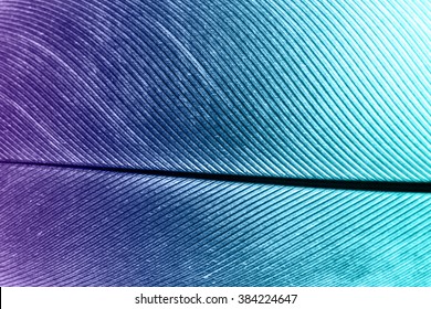 Feather Texture
