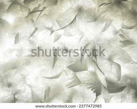 The feather is translucent in the light. The background of feathers and down is translucent in the light.