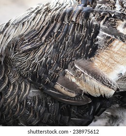 Feather Of Turkey As Background Or Texture