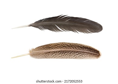 Feather of turkey and chicken feather  isolated on a white background - Shutterstock ID 2172052553