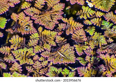 Feathered Mosquitofern Is An Invasive Plant In Florida