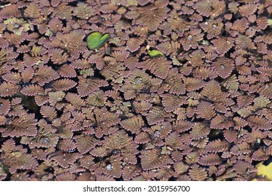 Feathered Mosquitofern Is An Invasive Plant In Florida