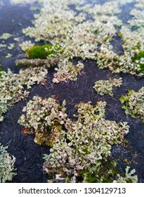 Feathered Mosquitofern.Azolla Pinnata Subsp. Asiatica