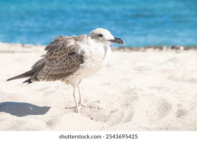 Feathered weirdo. A seagull. Bird. Sandy beach. Sea - Powered by Shutterstock