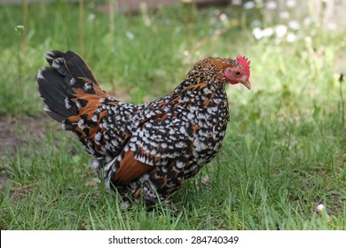 Feather-footed Belgian Bantam