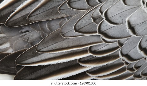 421,354 Grey feather Images, Stock Photos & Vectors | Shutterstock