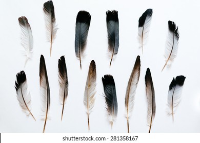 Feathers of the bird 