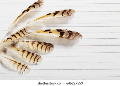 Feathers of a bird on a wooden background
