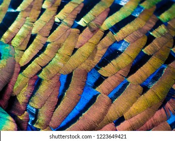 Feathers close up