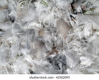 Feathers close up