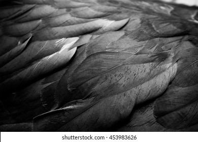 Feathers Closeup Texture in Macro
