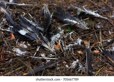 Feathers Of A Dead Magpie On The Ground